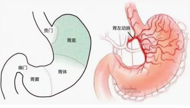 不開刀不吃藥不餓肚子，微創(chuàng)介入減肥靠譜嗎？